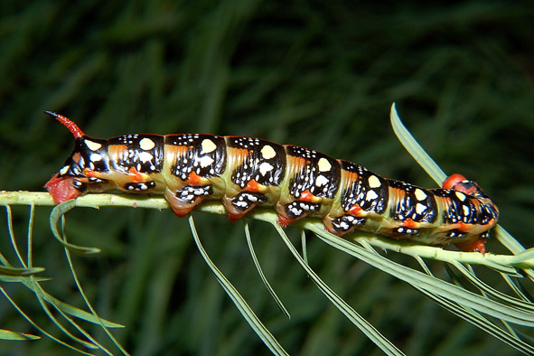 Bruchi colorati del Parco del Ticino